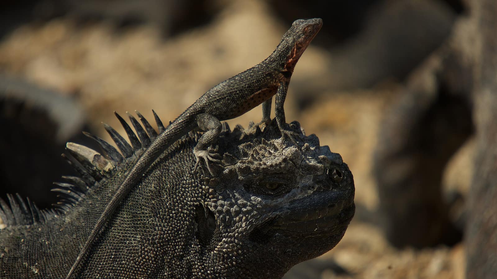 A lava lizard standing on the head of a marine iguana on black lava, Galápagos